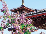 花畫像