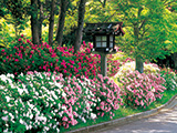 花畫像