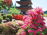 花畫像
