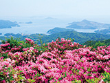 花畫像