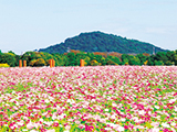 花畫像