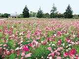 花畫像