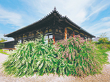 花畫像