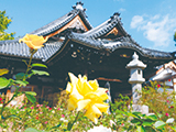 花畫像