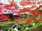 花畫像