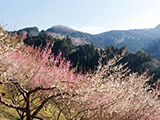 花畫像