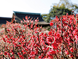 花畫像