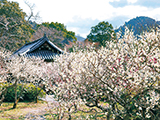 花畫像