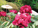 花畫像