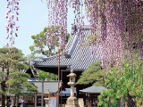 花畫像