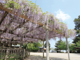 花畫像