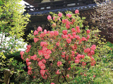 花畫像