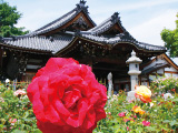 花畫像