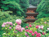 花畫像