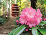 花畫像