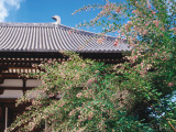 花畫像