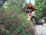 花畫像