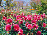 花畫像