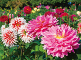 花畫像