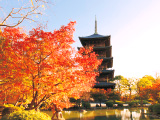 花畫像
