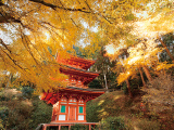 花畫像