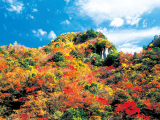 花畫像