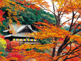 花畫像