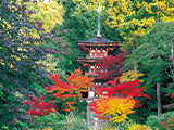 花畫像
