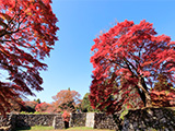 花畫像