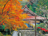 花畫像
