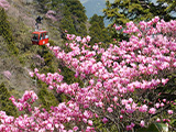 花畫像