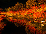 花畫像