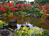 花畫像