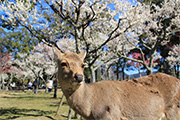 花畫像