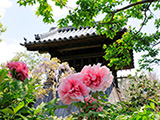 花畫像
