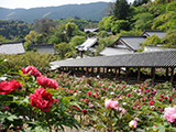 花畫像
