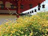 花畫像
