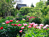 花畫像