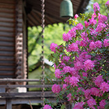花畫像