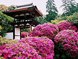 花畫像