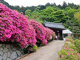 花畫像