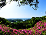 花畫像