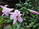花畫像