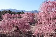花畫像