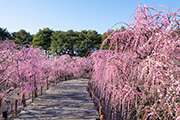 花畫像