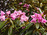 花畫像