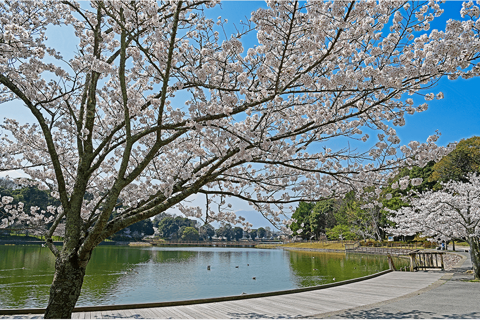 ©Kashihara Jingu.