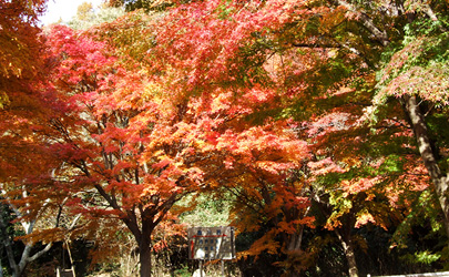 紅葉