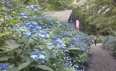 ぬかた園地（府民の森）