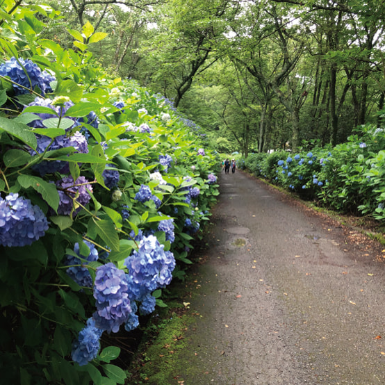 府民の森 ぬかた園地の寫真